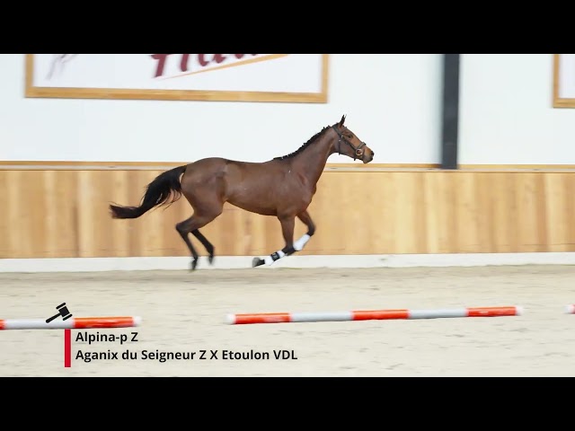 Alpina-p Z