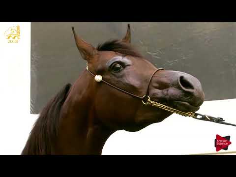 N.141 FELICITY VALENTINE PF - Bruges 2018 Int B - 2 Years Old Fillies (Class 105)