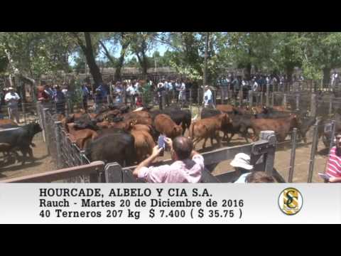 20-12-16 Venta de Machos - Hourcade, Albelo y Cia S.A. - Rauch.
