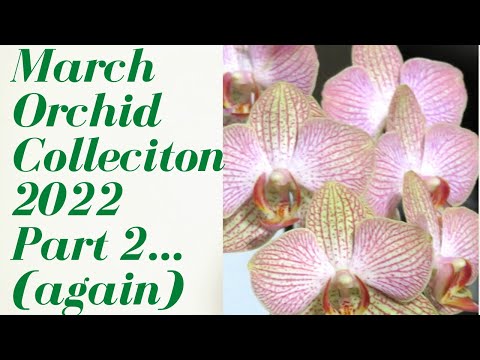 March 2022 Orchid Collection Update || Part 2 Part 2 Orchid collection