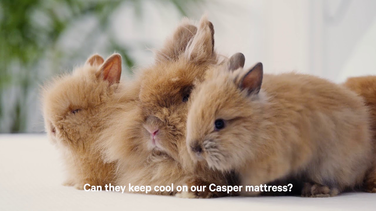 The Coolest Mattress Review. Ever.