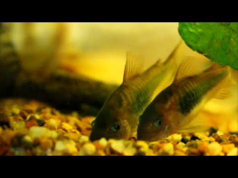 Watch Video on YouTube