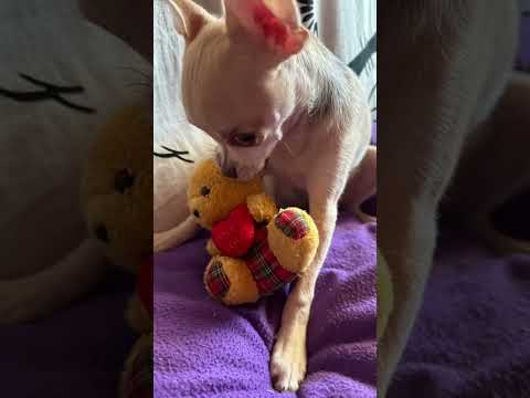 CHICO 🐾 💖 Cucciolo di chihuahua qui di 3 mesi