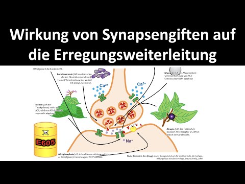Mechanism of action of synaptic poisons / nerve poisons on impulse transmission [Neurobiology, 5/5]