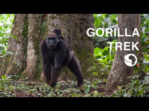 Jungle Trekking & Gorilla Tracking in the Congo