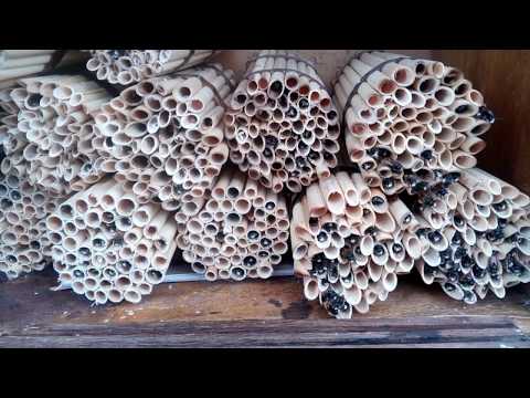 Изготовление домиков для пчел осмий.
