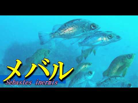 メバル