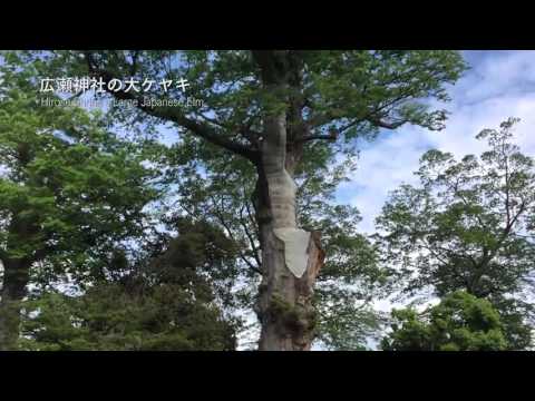 狭山市 広瀬神社の大ケヤキ 樹齢800年 天然記念物