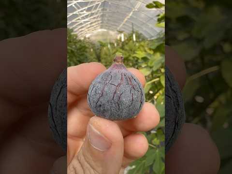 Black Celeste(Cajun B) #fig #fruit #farm #garden #farmersmarket #gardening #love #nature #world #sun