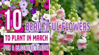 10 Beautiful Flowers To Plant In March For A Blooming Garden