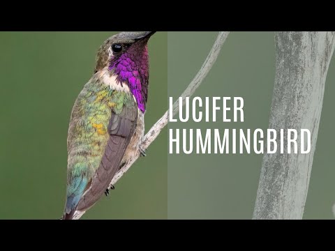 Lucifer Hummingbird (Calothorax Lucifer)