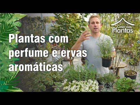 , title : 'Plantas perfumadas - Ervas aromáticas'