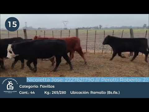 Lote Novillitos Inv - Ramallo Bs As