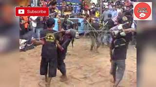 Download lagu KALAPAN BANTENGAN MEGAMERU 🦂🕸⚘-Benjor Tumpang -Malang🍎🍏🌷 mp3 Download lagu KALAPAN BANTENGAN MEGAMERU 🦂🕸⚘-Benjor Tumpang -Malang🍎🍏🌷 mp3