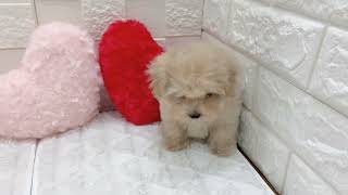 ハーフ犬の動画01