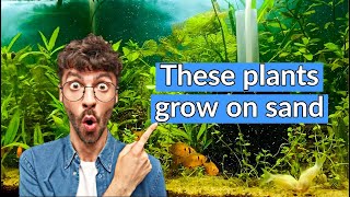 10 Aquarium Plants that grows in SAND or GRAVEL substrate. Best Aquatic plants to grow on Sand.