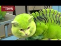 Russian pet owner styles cat as green dragon in new ...