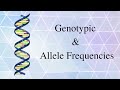 Genotypic and allele frequencies