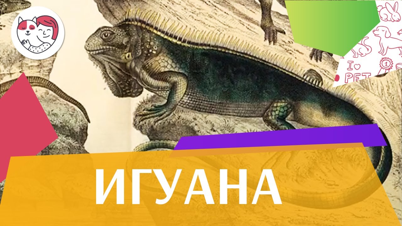 Игуана В хрониках Перу на ilikepet
