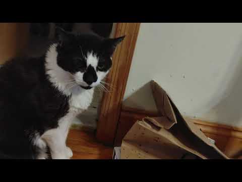 Oreo the cat is so fat you can't see his neck anymore and he still wants more food