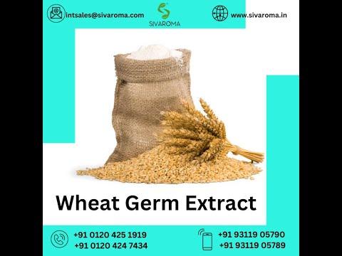 Wheat Germ Dry Extract Powder