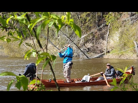 Meritaimenen perhokalastusta veneestä Kokemäenjoella.