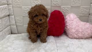 トイプードルの動画01