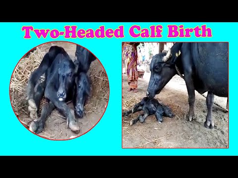 Dr. Sudhakar Has Repeatedly Been Creating NewSense at Police station డాక్టర్ సుధాకర్ పోలీస్ స్టేషన్ కి ఎందుకు వస్తున్నారు by CP RK Meena in Visakhapatnam,Vizagvision...