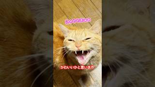 it's a cat.猫です！かわいいだけじゃなかった悲しみ。#cat #art #茶トラ #保護猫 #多頭飼い #猫のいる暮らし #ねこ#カワボ