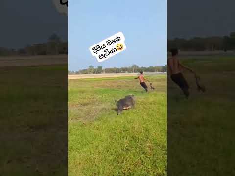 කට්ටිය ටිපර් වෙන්නෙපා🤣ආපහු දුන්නා