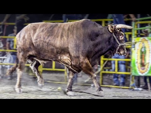 EL FRIJOLON MANDO A VOLAR A SU JINETE // Rancho El Trebol en Bomintzha Hidalgo