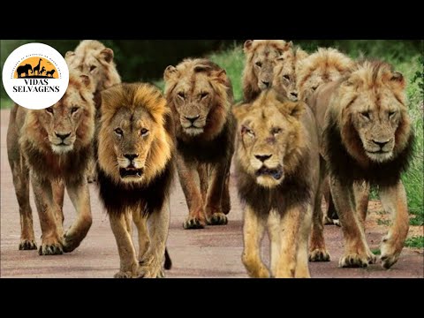 The Mystery of the Mapogo Powerful and Bloodthirsty Rulers | Episode 1 | Vidas Selvagens