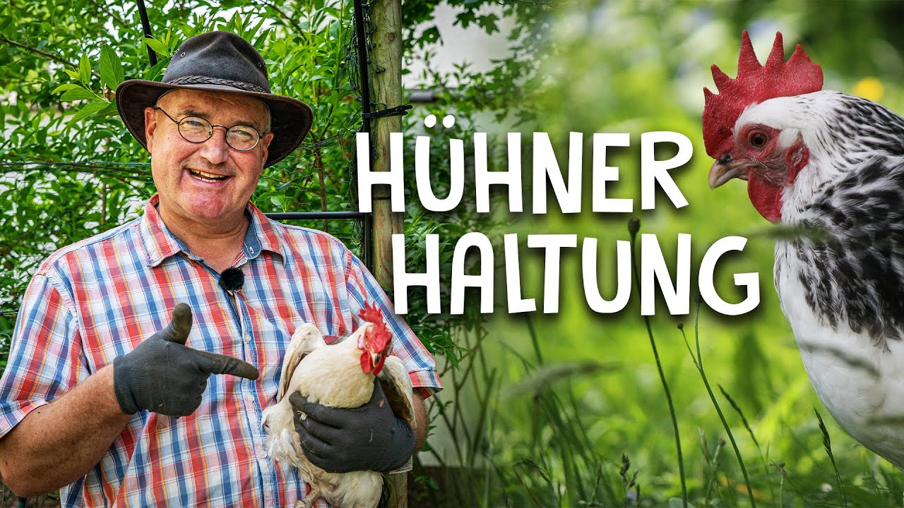 Hühner halten Video 1