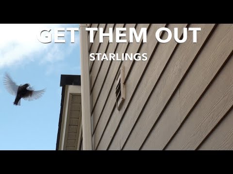 YouTube video about: How to remove birds from soffit?