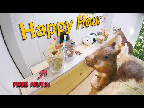 Movie Squirrels Nut Bar 3 - Happy Hour