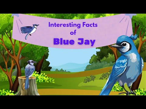 10 Interesting Facts about Blue Jay Bird I #forkids #youtubekids #birdsfacts #kidslearning