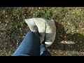 Destruction Of An Old Feather Pillow