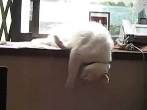Super Funny Videos Sleepy Cat Fail
