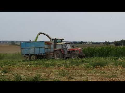 Akcja kukurydza 2018 w Brzysko - Rol