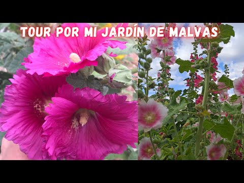 , title : 'Tour Por Mi Jardin De Malvas | Vara De SAN JOSE |  Hollyhock tour | plantas Con Flores'