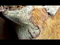 The Largest Wood Is Now Increasingly Scarce And I Was Forced To Chop This Little Wood