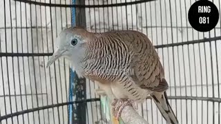 Download lagu SUARA PERKUTUT BANGKOK USIA 3 BULAN PRODUK SILWAK BIRD FARM mp3