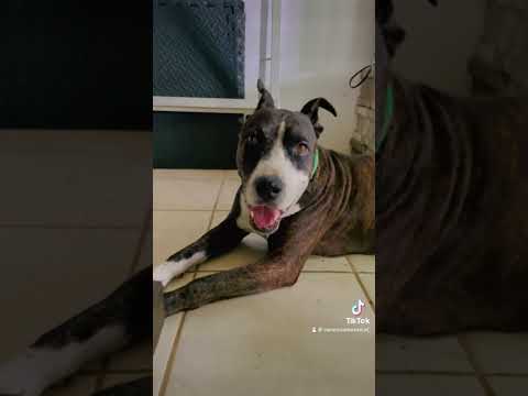 Dale like si pensas que se merece su pollito #perro #dog #perros #dogs #dogsofinstagram #doglover