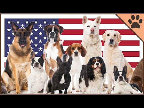 Top 10 American Dog Breeds | Dog World