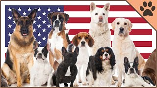 Top 10 American Dog Breeds | Dog World
