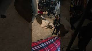 Video preview image #1 Staffordshire Bull Terrier-Unknown Mix Puppy For Sale in The Woodlands, TX, USA