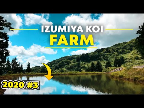 Izumiya Koi Farm 2020 #3