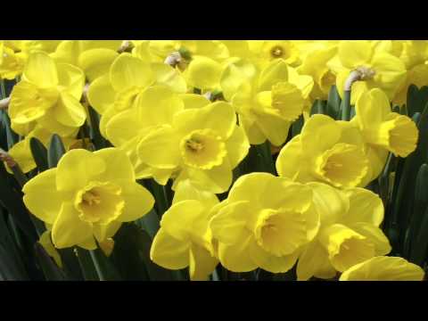Daffodils by William Wordsworth (read by Tom O'Bedlam)