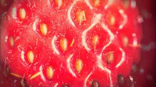 Lili Haydn - Strawberry Street