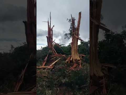 Forte raio em Grandes Rios destrói árvores em Grandes Rios